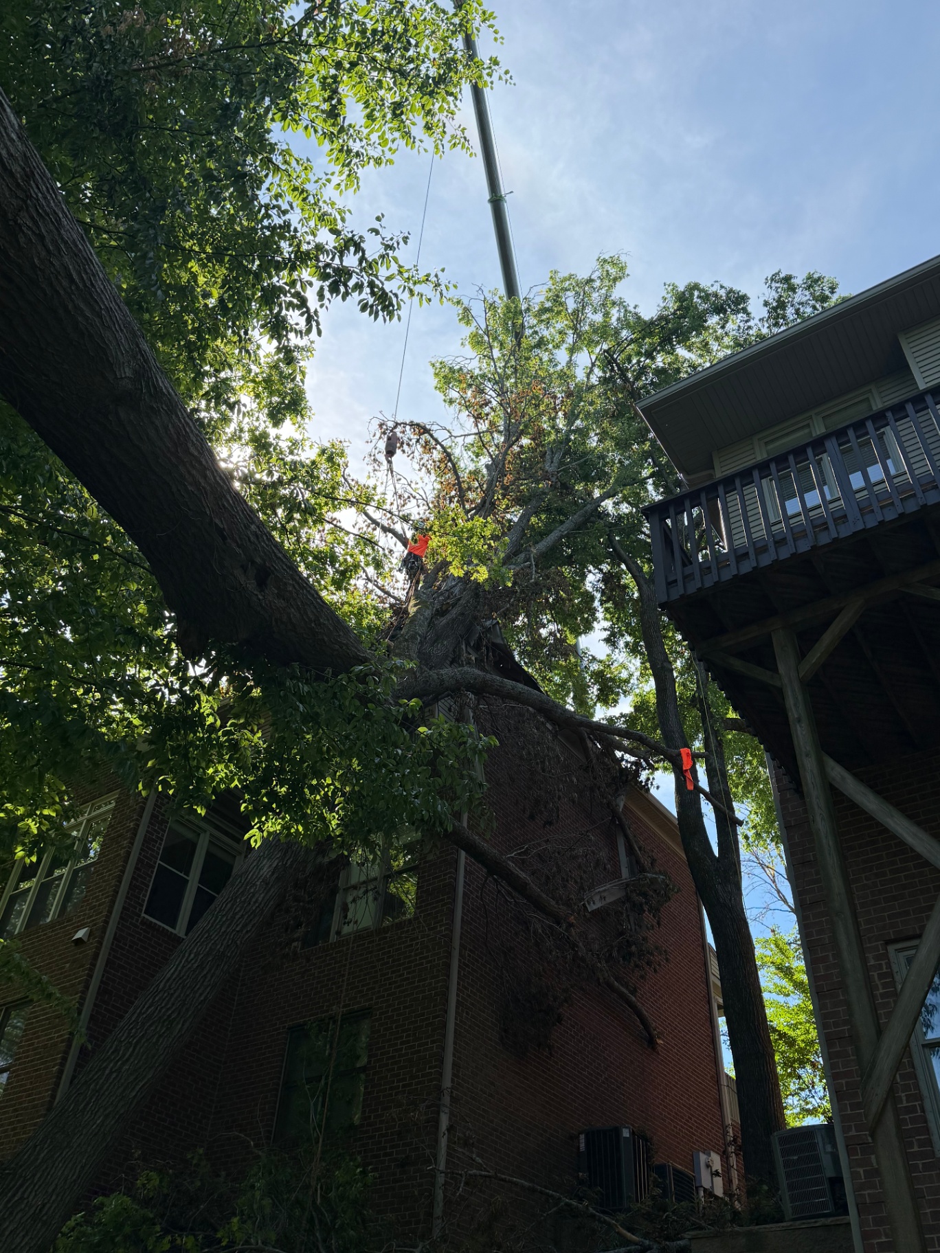 View up into the canopy of a massive tree with a Tree Giants climber and crane line above